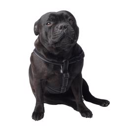 Buster Step In Dog Harness Mesh Svart